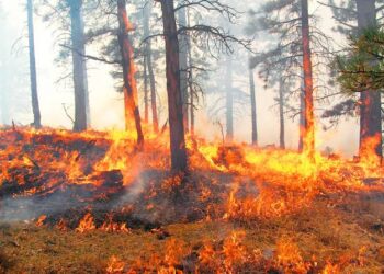 Dirigente de Antorcha en la CDMX exige al gobierno federal atender incendios forestales