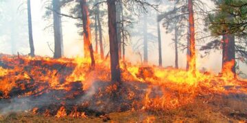 Dirigente de Antorcha en la CDMX exige al gobierno federal atender incendios forestales