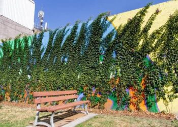 Sedema crea 790 metros lineales de bardas vivas en la CDMX