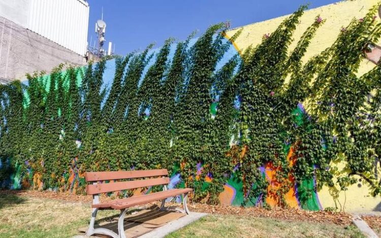 Sedema crea 790 metros lineales de bardas vivas en la CDMX