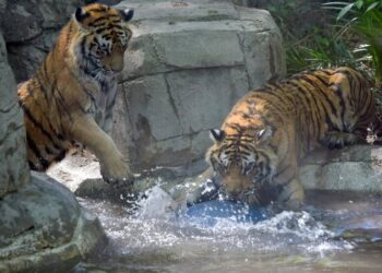 México cuenta con una herramienta digital para detectar enfermedades en animales silvestres