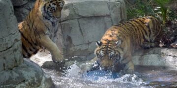 México cuenta con una herramienta digital para detectar enfermedades en animales silvestres