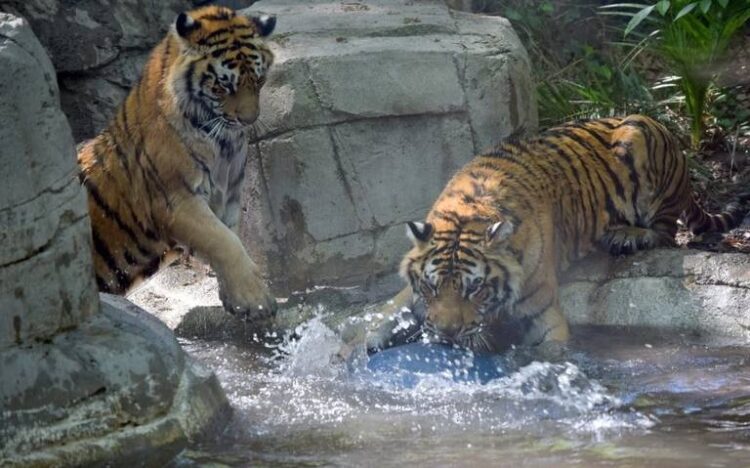 México cuenta con una herramienta digital para detectar enfermedades en animales silvestres