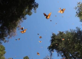 La Secretaria de Campo del Edomex exhorta a la ciudadanía a cuidar a la mariposa monarca