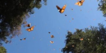 La Secretaria de Campo del Edomex exhorta a la ciudadanía a cuidar a la mariposa monarca