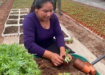 Secretaría de Agricultura pone en marcha el programa “Cosechando Soberanía”