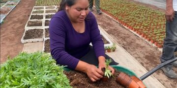 Secretaría de Agricultura pone en marcha el programa “Cosechando Soberanía”