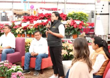 La Nochebuena resalta en Puebla por su producción de Nochebuena y tradición florícola