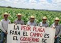 Alarma y protesta campesina ante indiferencia gubernamental