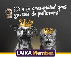 E-commerce enfocada en el bienestar animal presenta avances en servicios para el cuidado integral de mascotas