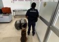 No llevaba ropa en su maleta le encuentran fajos con dólares miles en billetes verdes